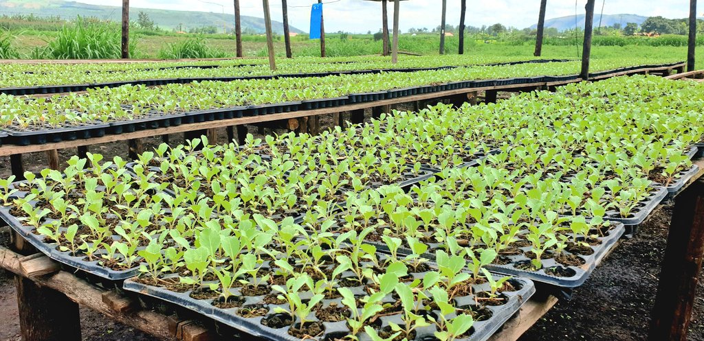 AmbRonAdam's tweet photo. I was glad to visit the Horticulture project in @NyagatareDistr built by @HoReCo, the Cooperative of @MASHAVisrael graduates and  supported by @IsraelinRwanda. This Seedling Multiplication Unit provides local farmers best farming practices that aims to increase  production. https://t.co/TpsUDRQucn