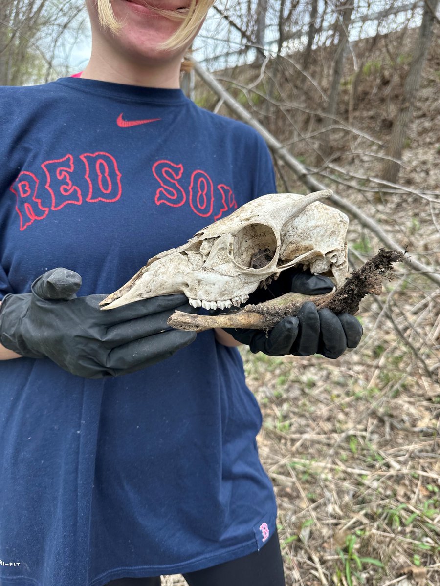 For our next round of #CanalCleanSweep awards, we're highlighting the strangest objects found out on the trail 😱

🤠 A cowboy boot found by the Middleport Beautification Committee
📸 A camera found near Dewitt by Team Al Stirpe
🦴 An animal skull found in Rotterdam by the FMHBHT