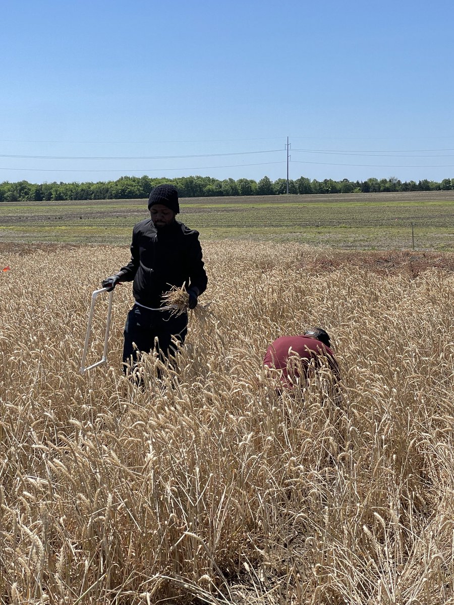 Harvesting biomass to see if we can find ways to facilitate planting into residue with ⁦<a href="/olomitutuseyi/">Oluwaseyi E. OLomitutu</a>⁩ for ⁦<a href="/MSSOY/">MS SOYBEAN BOARD</a>⁩