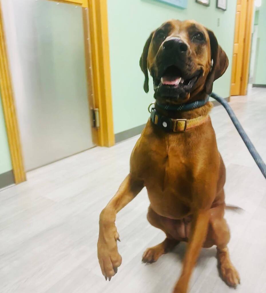nicki_van's tweet photo. Getting this paw examined by the expert. 🤞🏻🐾💖 https://t.co/ACkPNg41Ts https://t.co/Qg1dZXP8dk