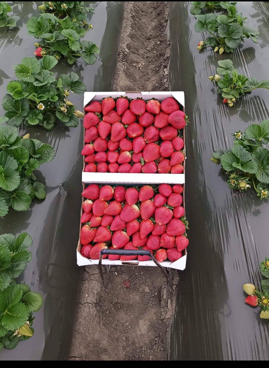 UFWupdates's tweet photo. Carlos has been working in the strawberries in Watsonville CA for for 14 years. He shares, "This is my first box of this season. We started very late because our work was delayed due to the rains. The delay affected our salary a lot and has made things very hard." #WeFeedYou https://t.co/Y5T135WPqc