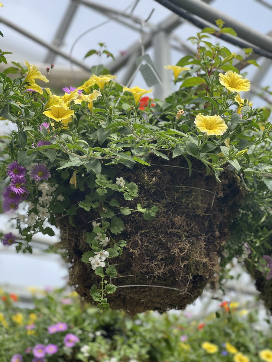 📷 MOTHER'S DAY is May 14. Buy her a beautiful hanging basket from Wong’s Greenhouse &amp; Nursery! 
#richmondbc #pallamedia #wongsgreenhouse #wongsnursery #hangingbaskets #mothersday #plants #steveston #stevestoninsider
