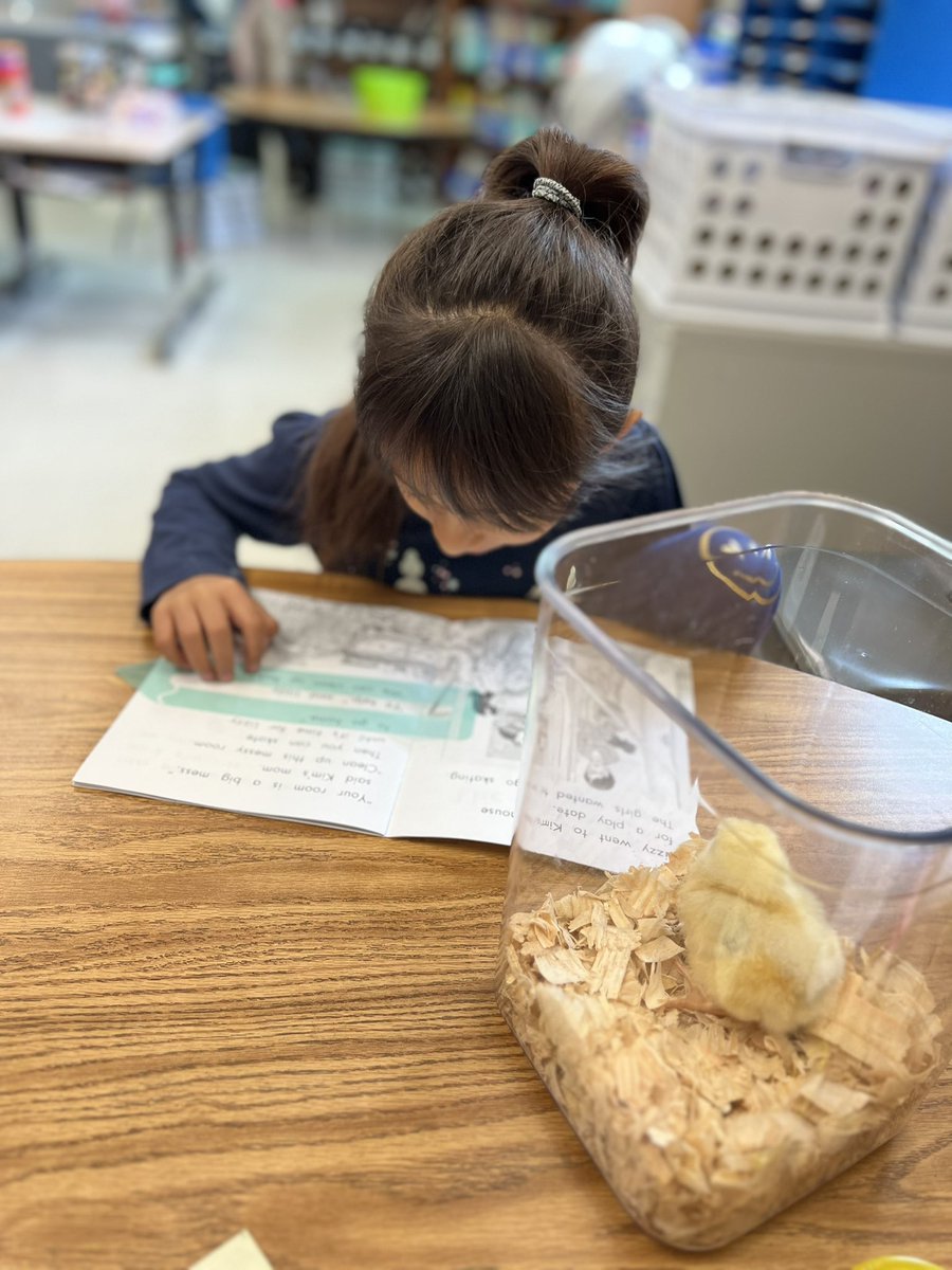 Ollie, Timmy, Tippy Tappy, and Betty got the full first grade learning experience today! 🐥🤍 <a href="/SterlingElem/">Sterling Elementary</a>