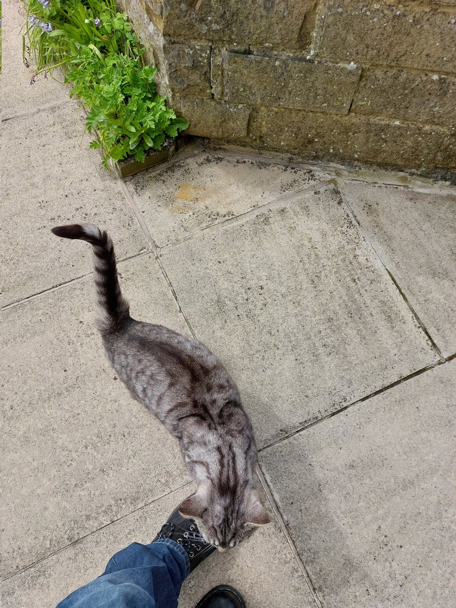 And the award for the loudest cat of the campaign goes to..... @CanvassingCats #LabourDoorstep