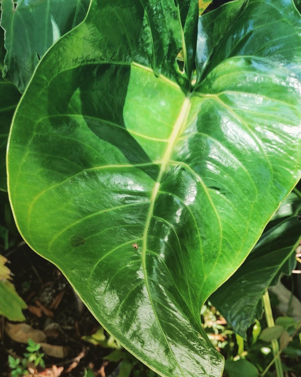 TFTSMiami's tweet photo. Amazing Aroid Addiction Auction
5-8-2023 7PM #aroids #aroid #aroidsaddict
#aroidaddict #aroidlovers
#aroidsociety
#aroidinternationalsociety
#aroidscollection #alocasia
#alocasialover #alocasiadragonscale
#spathiphyllum #anthurium #plants
#plant https://t.co/7uNvtXDCOv
