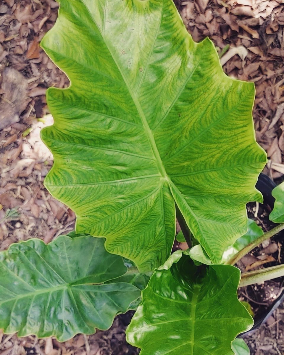 TFTSMiami's tweet photo. Amazing Aroid Addiction Auction
5-8-2023 7PM #aroids #aroid #aroidsaddict
#aroidaddict #aroidlovers
#aroidsociety
#aroidinternationalsociety
#aroidscollection #alocasia
#alocasialover #alocasiadragonscale
#spathiphyllum #anthurium #plants
#plant https://t.co/7uNvtXDCOv