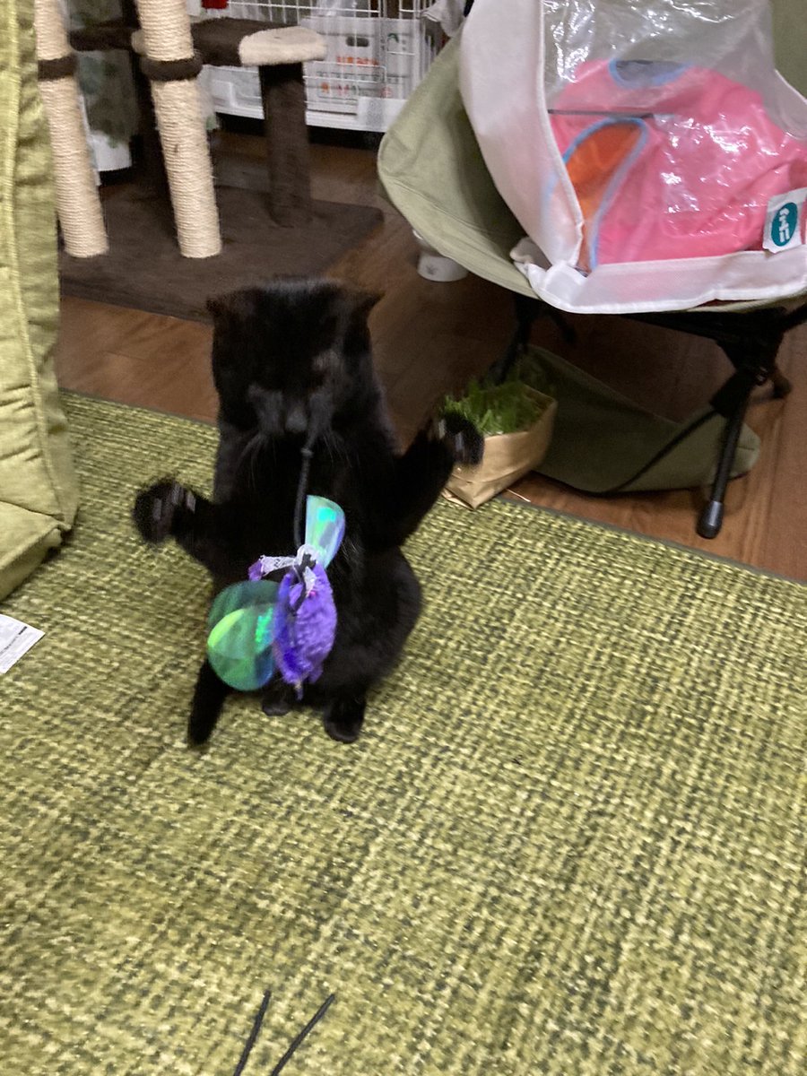 おはねこ
おはにゃんこ🐾🐈🐈‍⬛🐾

さんにゃんこ！ https://t.co/gyksudvlUL