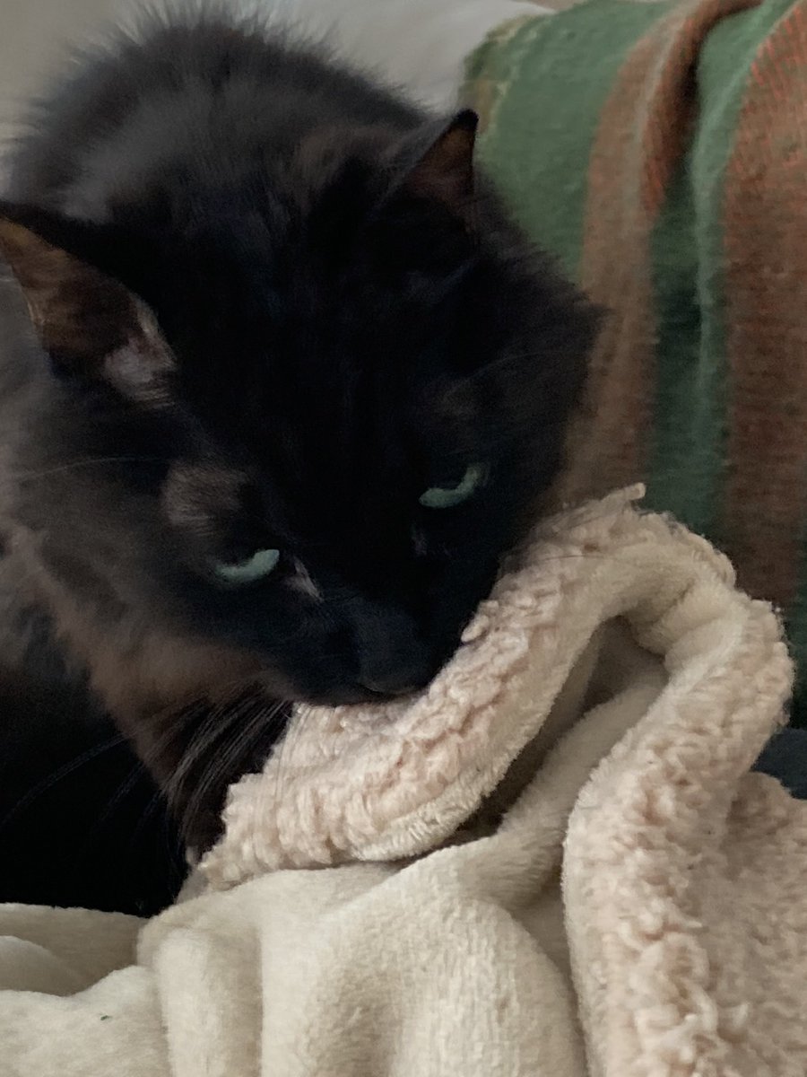 おはねこ
おはにゃんこ🐾🐈🐈‍⬛🐾

さんにゃんこ！ https://t.co/gyksudvlUL