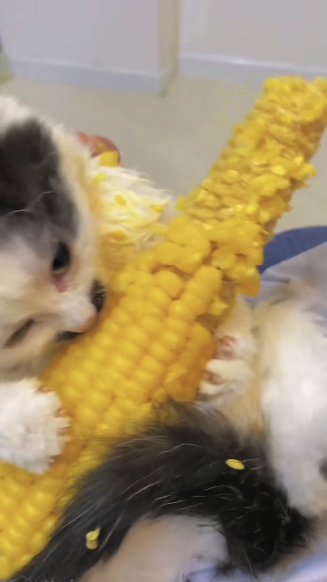 dariaamoo's tweet photo. i just want to be this cat eating corn https://t.co/7elEUZNTRL