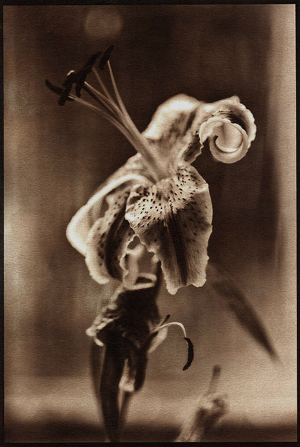 Have an interest in film photography and learning about alternative photo development processes? Take our 3 week Van Dyke Brown Print Workshop, starting May 14th, 11am - 1:30. Check out our website for more details.

#FindYourselfAtArtLab #DarkroomPhotography #VanDykeBrown