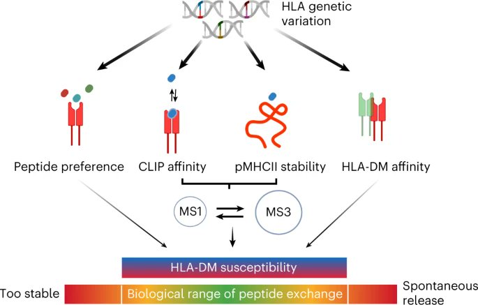 Nature Chemical Biology (@nchembio) on Twitter photo A new paper from <a href="/LabFreund/">Freund_Lab@FUB</a> used a computational and experimental approach to detect peptide exchange of twelve abundant MHCII allotypes that enables responsiveness to HLA-DM catalysis. Open access. A new paper from <a href="/LabFreund/">Freund_Lab@FUB</a> used a computational and experimental approach to detect peptide exchange of twelve abundant MHCII allotypes that enables responsiveness to HLA-DM catalysis. Open access.