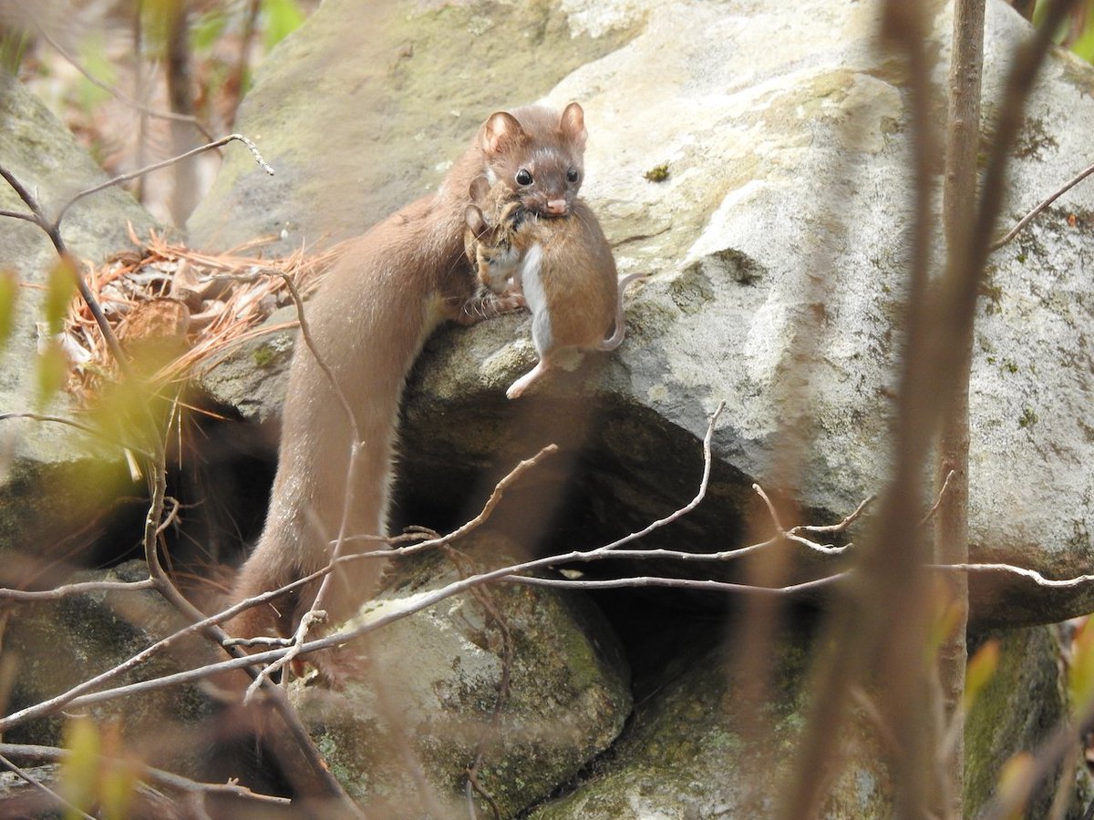 bostoncnc's tweet photo. Thank you eastern Massachusetts for joining us in the 2023 #CityNatureChallenge! Still time to join us and help identify the curious biodiversity that we live with. Check out the twofer observation by @iNaturalist user rdstevenson - https://t.co/S8aUhLw0Vn https://t.co/0Z80NojG1u