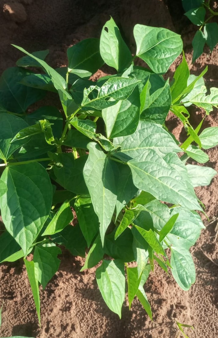 ThomeWitu's tweet photo. Nthooko/Nzooko(kunde) is arguably the most common vegetable grown and consummed in Ukambani especially during the rainy season.

Do you love nthooko?

#KambaCulture #KambaLanguage #Kikamba #kamba https://t.co/mwsZPl4hsp