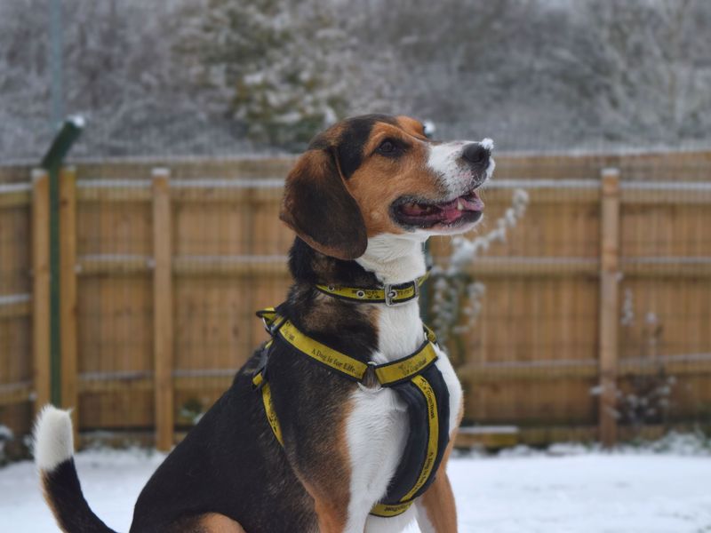 Animal Adoptions UK 🐕‍🦺🐈🐎❤️ tweet media