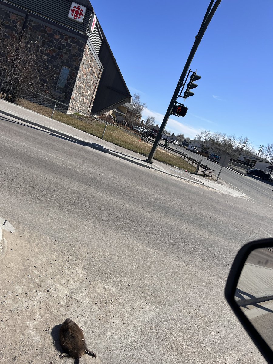 HadlariMark's tweet photo. New York has rats, Yellowknife has muskrats! https://t.co/rF1pIjMAtC