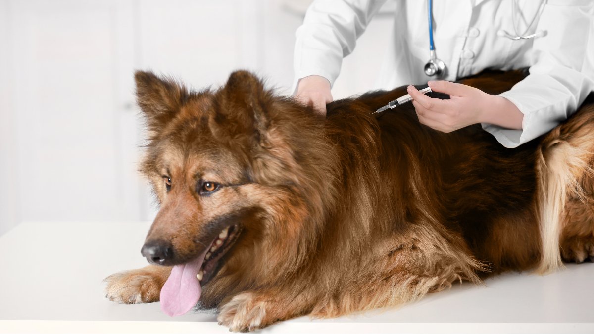 Mission Viejo Animal Services Center on Saturday, May 13 will host a drive-through low-cost pet vaccination clinic for Mission Viejo, Laguna Niguel, Aliso Viejo, Rancho Santa Margarita and Laguna Hills residents.

8:30-10 am

bit.ly/3LumZA2

#missionviejoanimalservices