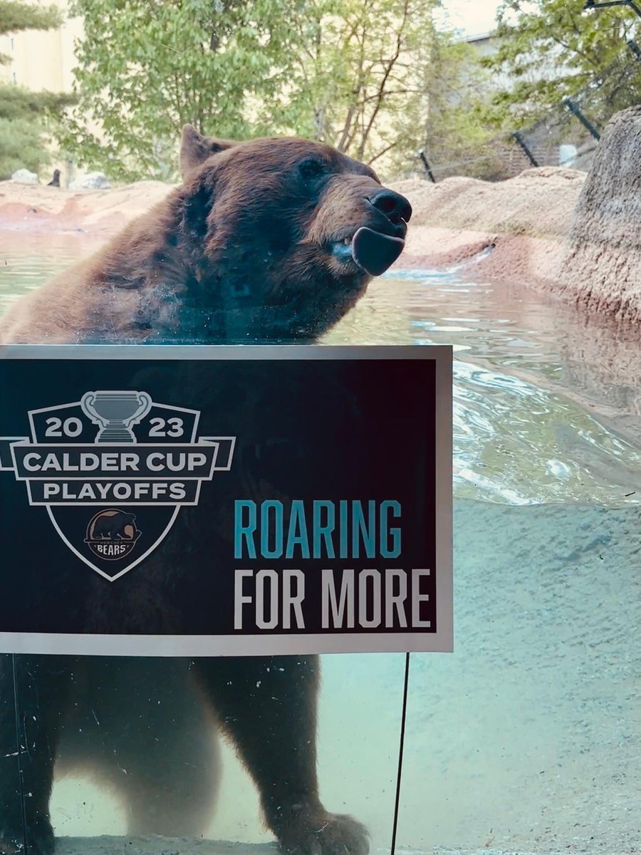 They’re #RoaringForMore at #ZooAmerica! 🐻