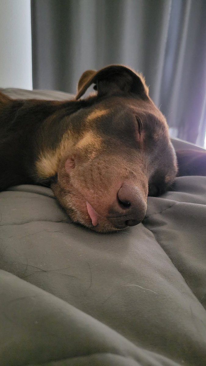 Would like to interrupt everyone's regularly scheduled day to share an Alice blep ❤️ #AustralianKelpie