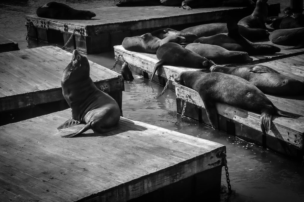 #recuerdos #marzo2023 #pier39 #fishermanswharf #lifestyle #sanfrancisco #travelphotography #travel #sealions #sanfranciscobay #leonesmarinos #memories #canon80d #blackandwhitephotography #blackandwhite