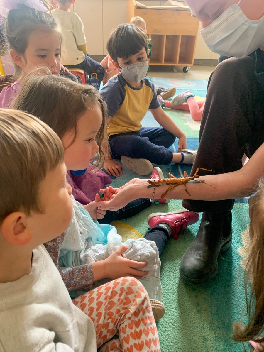 lelyceeSF's tweet photo. The insect lab presented preschool students with some quite impressive insects. Preschoolers could take them in their hands. 🪰🪳🦟 For each insect, the presenter explained its origin and environment.
#LFSFjadore #LFSFmoments #MoreInTheHeadlines https://t.co/RKpQmPji42