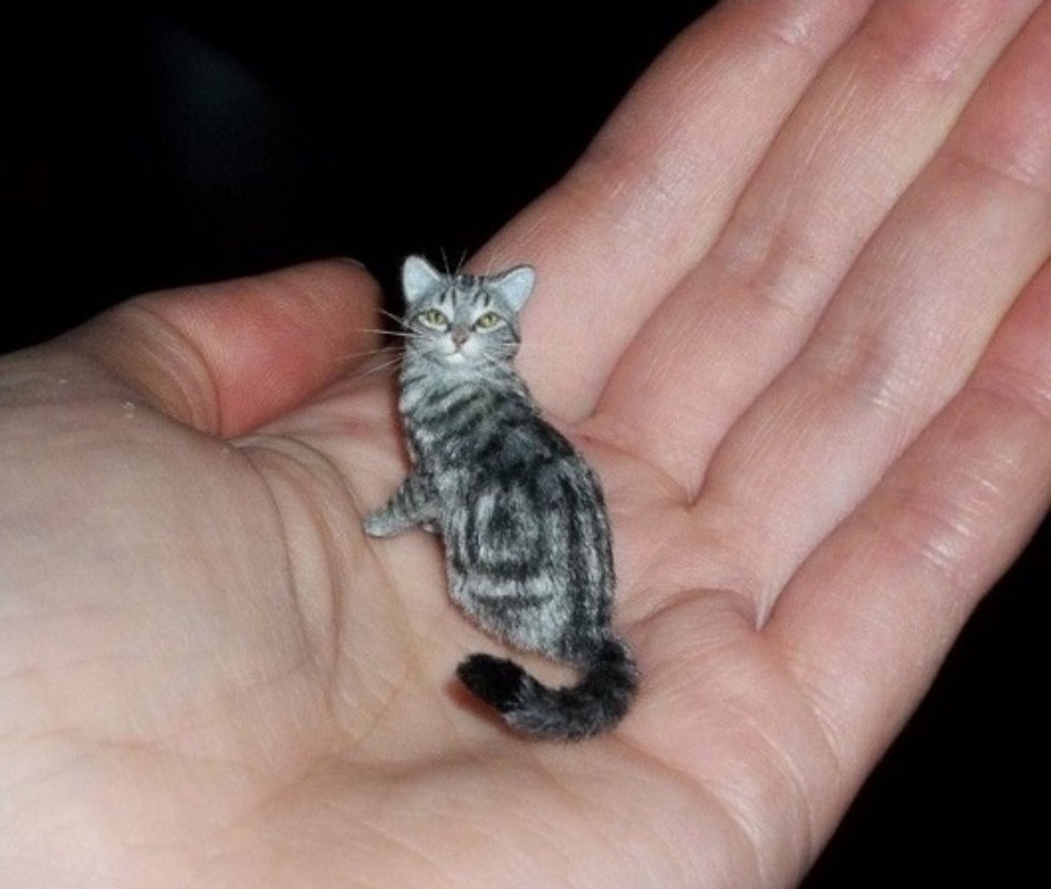 Dont Show Your Cat tweet media