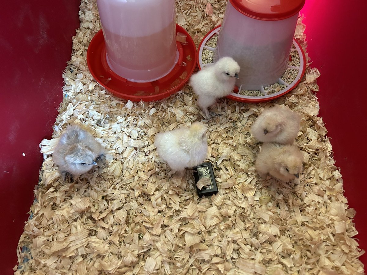 We hatched silkies in our classroom! So fun learning about the life cycle of a chicken, the incubating process, and watching these animals come to life! #kindergarten #incubating #silkiechickens