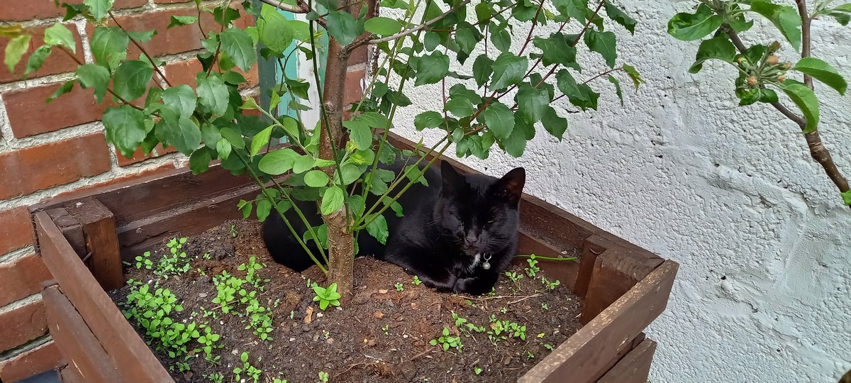 convent_cat's tweet photo. Close to nature #conventcat https://t.co/hz8uh8k545