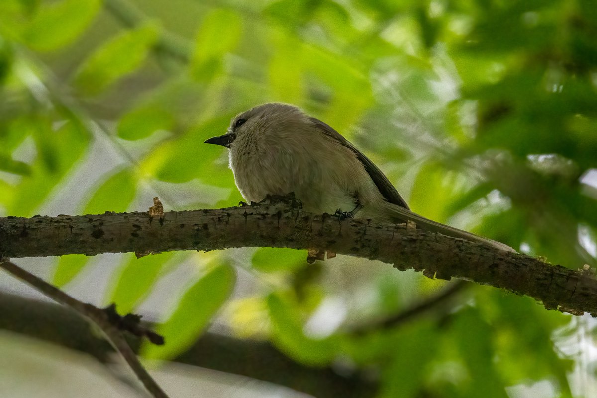 phylogenomics's tweet photo. When I went to Sycamore Park this AM to visit the memorial for Karim Majdi Abou Najm I also decided to do a little #naturetherapy for myself and to share. It was pretty dark out so pics aren't great but here are a few: bushtit, house finch, Anna's hummingbird, black phoebe. https://t.co/0YAn45mFxQ