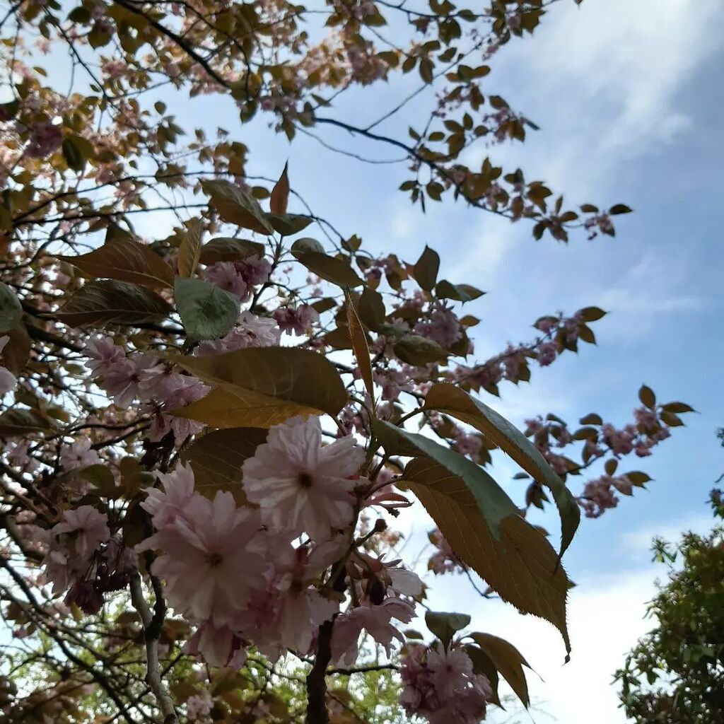 lunderscoreh's tweet photo. Spring doing it's thing earlier today
#blossom #bluesky https://t.co/NUJHZNnePG