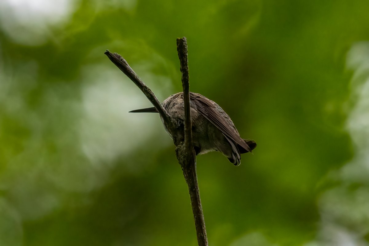 phylogenomics's tweet photo. When I went to Sycamore Park this AM to visit the memorial for Karim Majdi Abou Najm I also decided to do a little #naturetherapy for myself and to share. It was pretty dark out so pics aren't great but here are a few: bushtit, house finch, Anna's hummingbird, black phoebe. https://t.co/0YAn45mFxQ