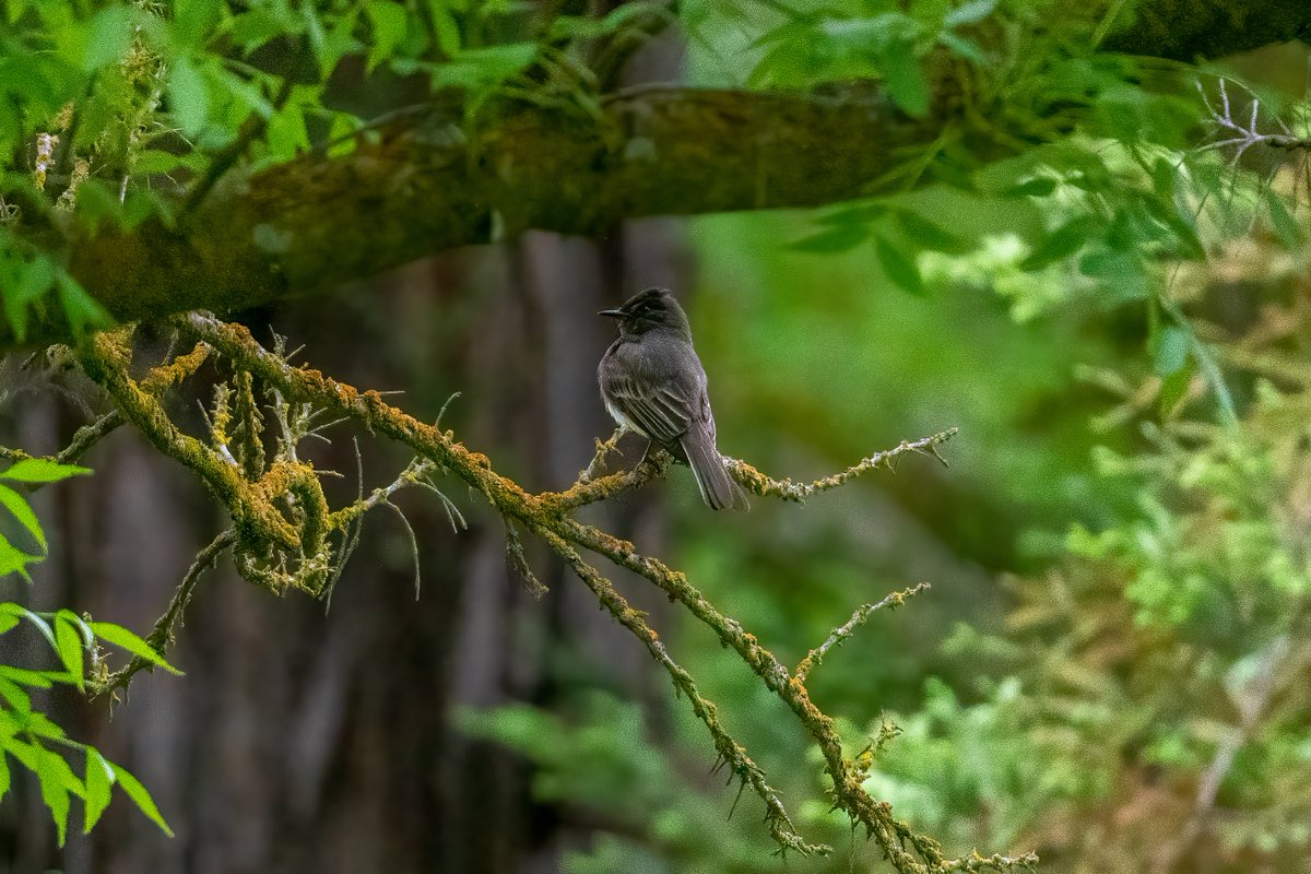 phylogenomics's tweet photo. When I went to Sycamore Park this AM to visit the memorial for Karim Majdi Abou Najm I also decided to do a little #naturetherapy for myself and to share. It was pretty dark out so pics aren't great but here are a few: bushtit, house finch, Anna's hummingbird, black phoebe. https://t.co/0YAn45mFxQ