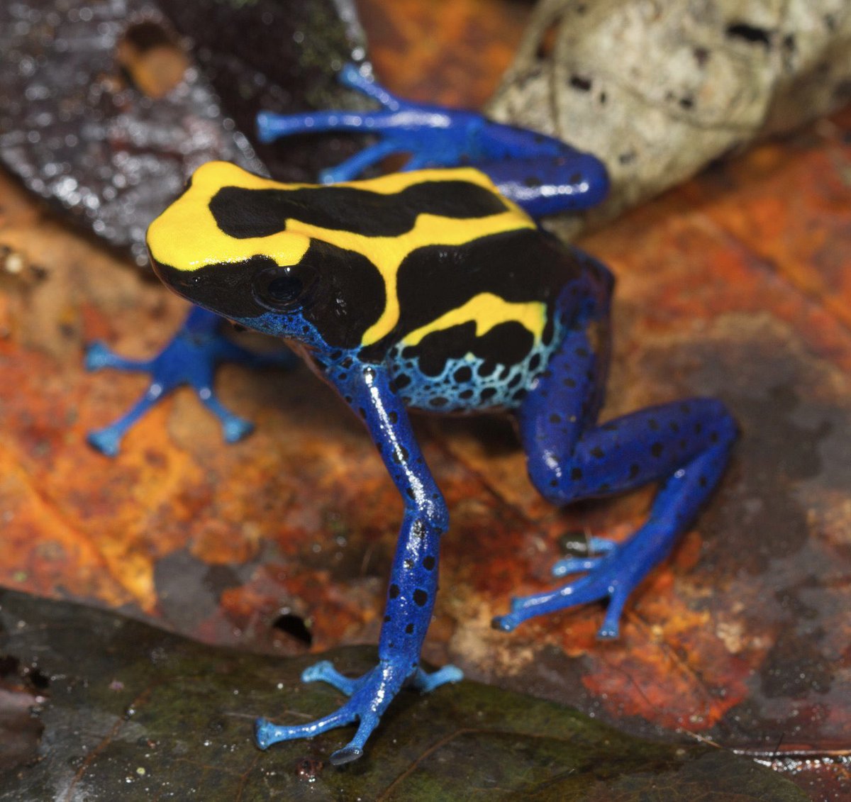 The bikini &amp; the inspo 🐸