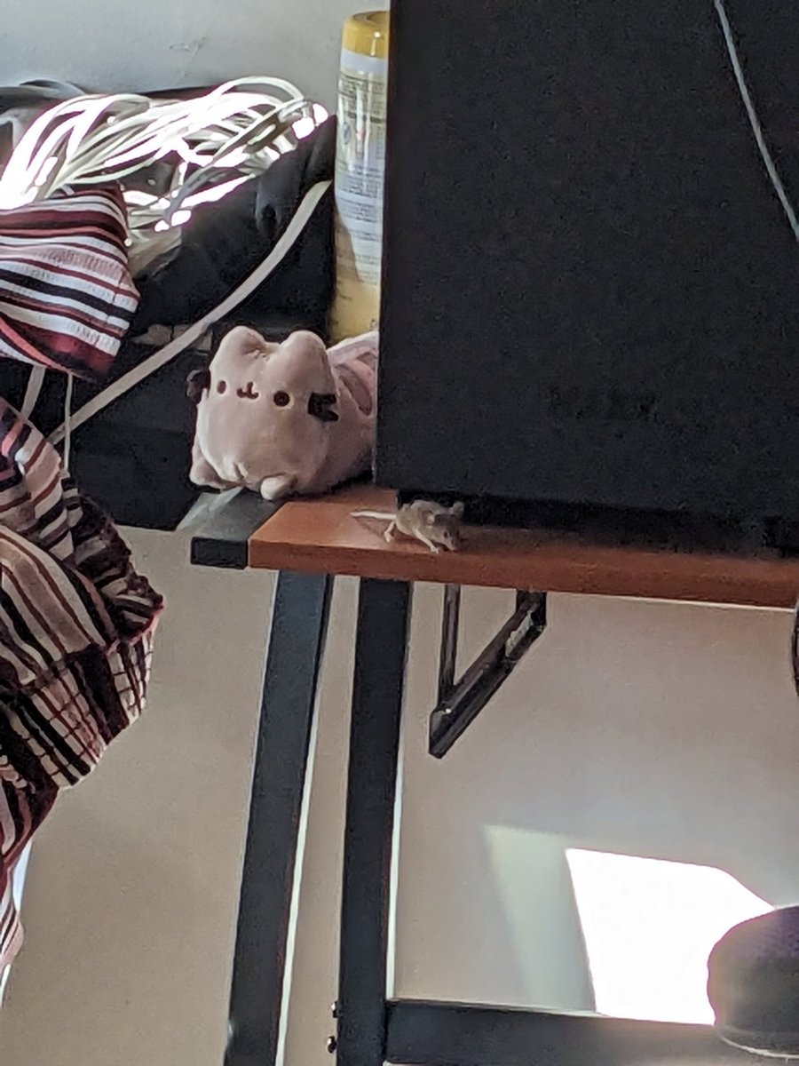 Lich_Please_'s tweet photo. Bro he's a fucking gamer what do I do https://t.co/KwLqZ6cmYX