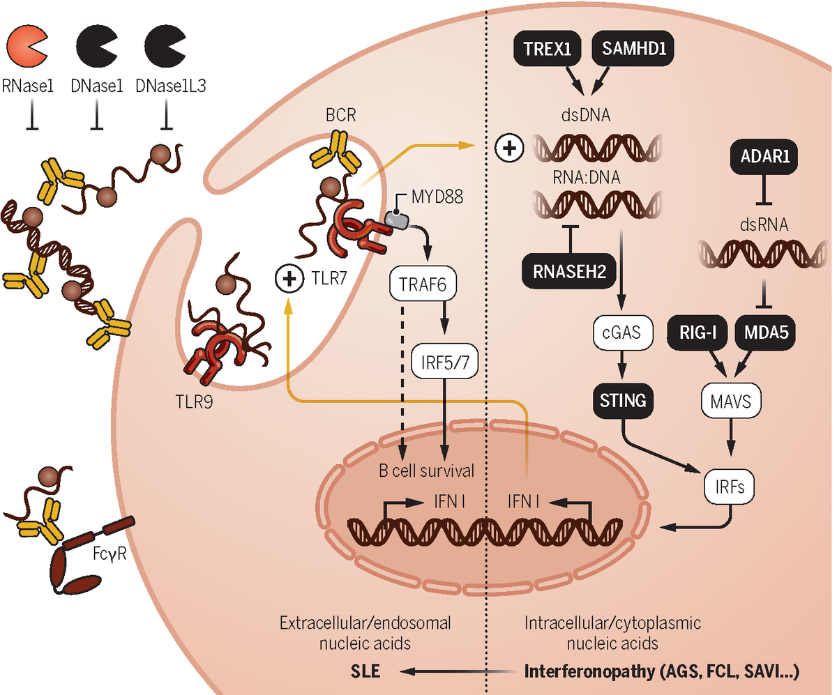 ImmunoEditor's tweet photo. @ScienceMagazine @AldertonBiol @carovinuesa, @Eilema, &amp; George Kassiotis review how inborn errors of innate immunity can drive #BCell-mediated #autoimmunity!

 https://t.co/LOgXc1mxID https://t.co/4tD5cJwYRp