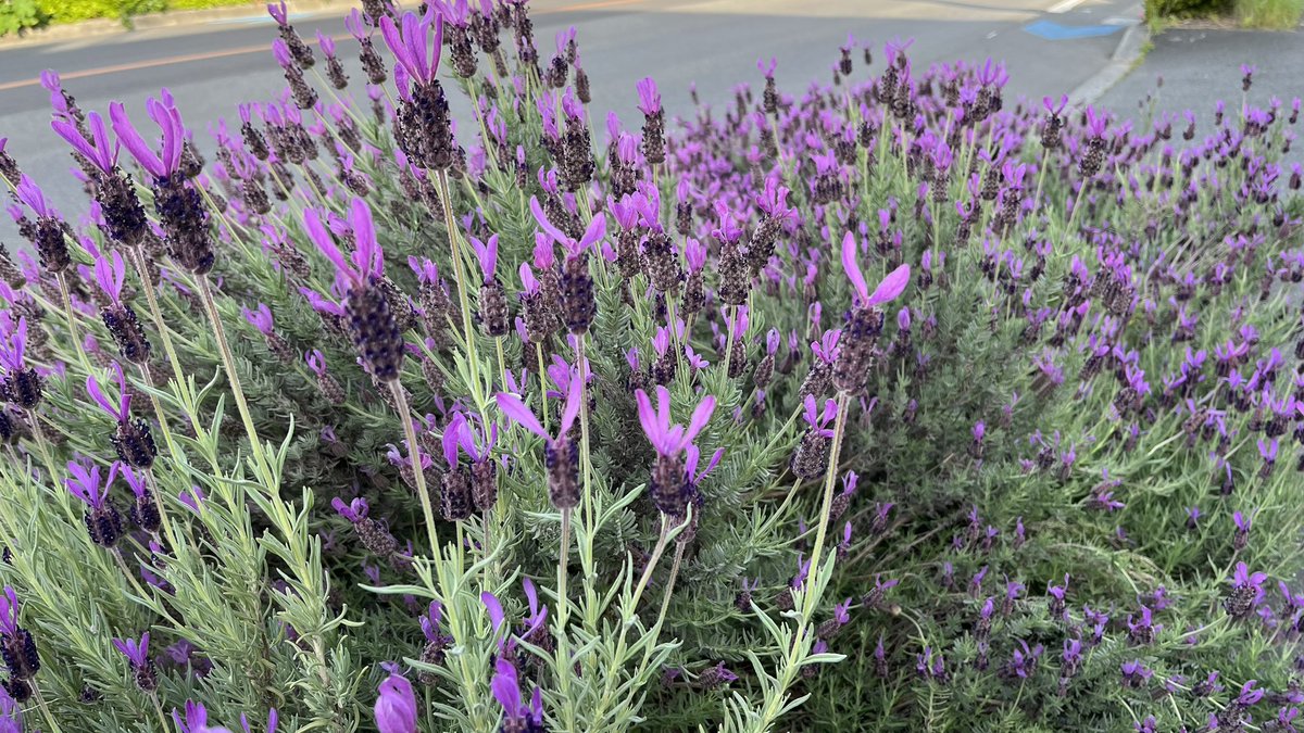miya5014's tweet photo. 少し寝坊した朝散歩🚶‍♀️
道端の花がきれいでした🪻
ラベンダーかな？

#あささんぽ  #ラベンダー  #ウォーキング  #坂戸市 https://t.co/1LvySy6Ck0