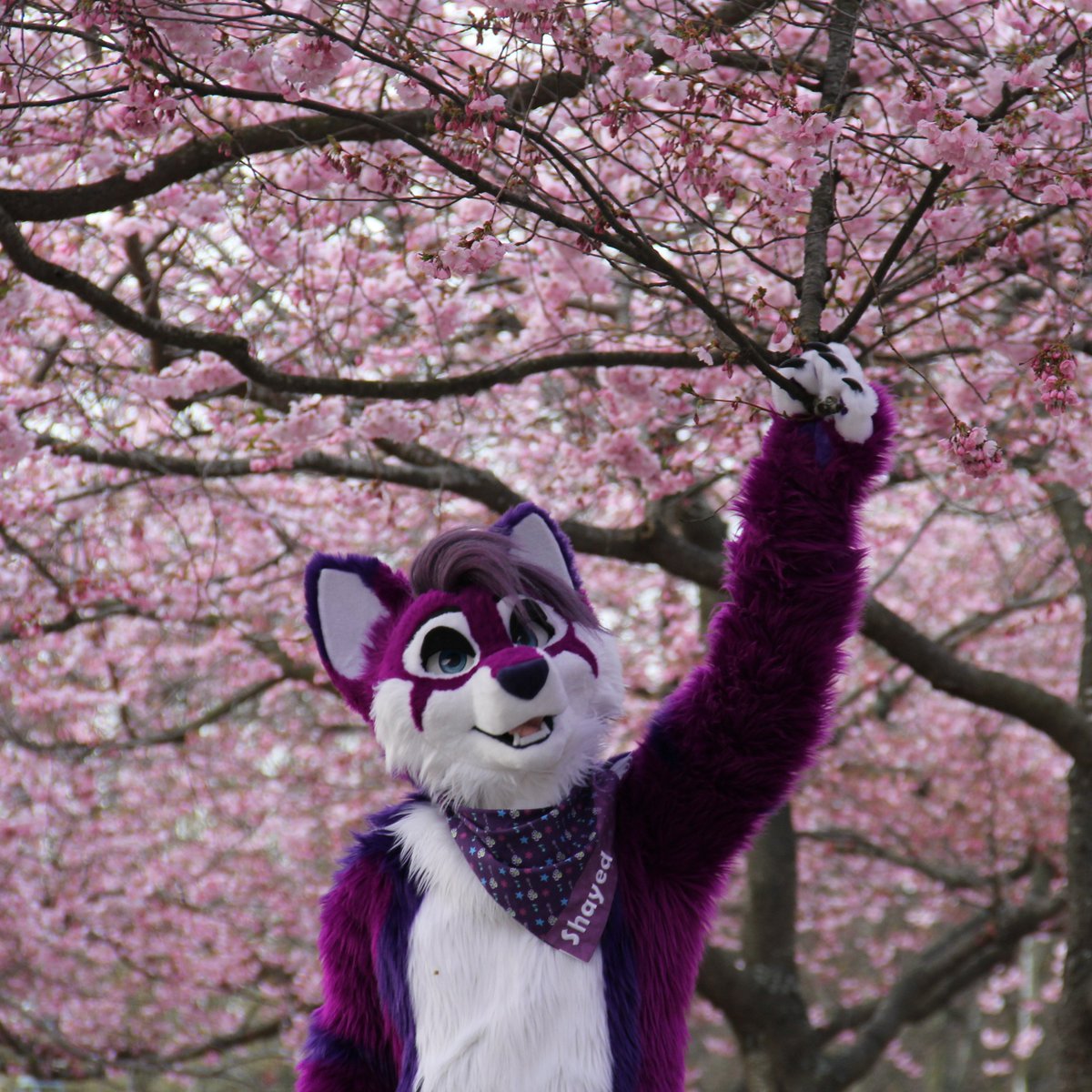 DoggoShayed's tweet image. 💜 Cherry Blossoms are still out 🌸
🌸 Come join me before it's over! 💜

📸 : @Meow_Soft 

#FursuitFriday
