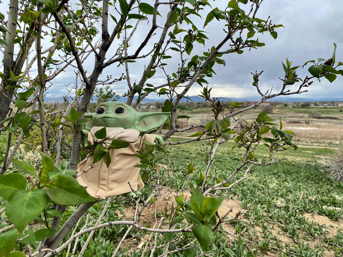 may the fourth be with you