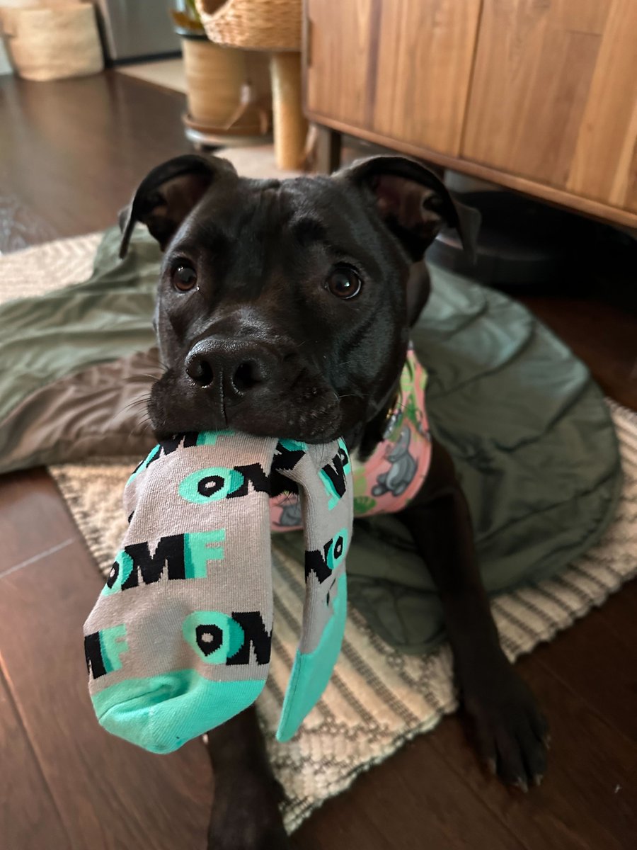 Looking forward to <a href="/CoMotionNEWS/">CoMotion</a> Miami next week! Join <a href="/OpenMobilityFnd/">OpenMobilityFoundation</a> for some exciting news &amp; discussion around mobility + curb management. Plus, we have new pup-approved swag to share 😆 - register here: comotionmiami.com