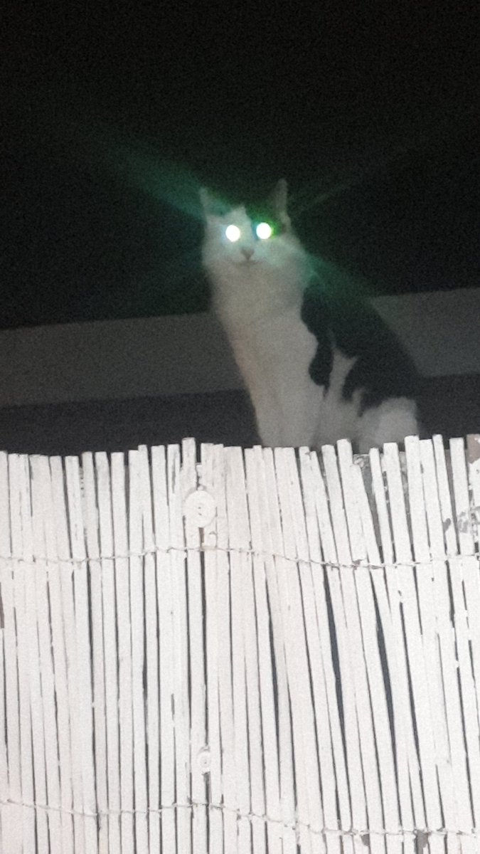 mypositiveview's tweet image. There You have some picture of the cat that decided to explore and looking at my garden✨

 ❤ #FAMILYOFGENIUSES ❤

#ThursdayEdition #thursdayvibe #cat #CatsOfTwitter #dark #LateNightTwitter #catlovers #night #MentalHealthMatters #outdoors #beautiful #daily