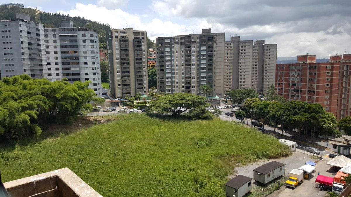 minervadelia's tweet image. Asi era el magestuoso Saman hasta que llego la #enchufateconTraki en 2021 y poco a poco lo están matando.