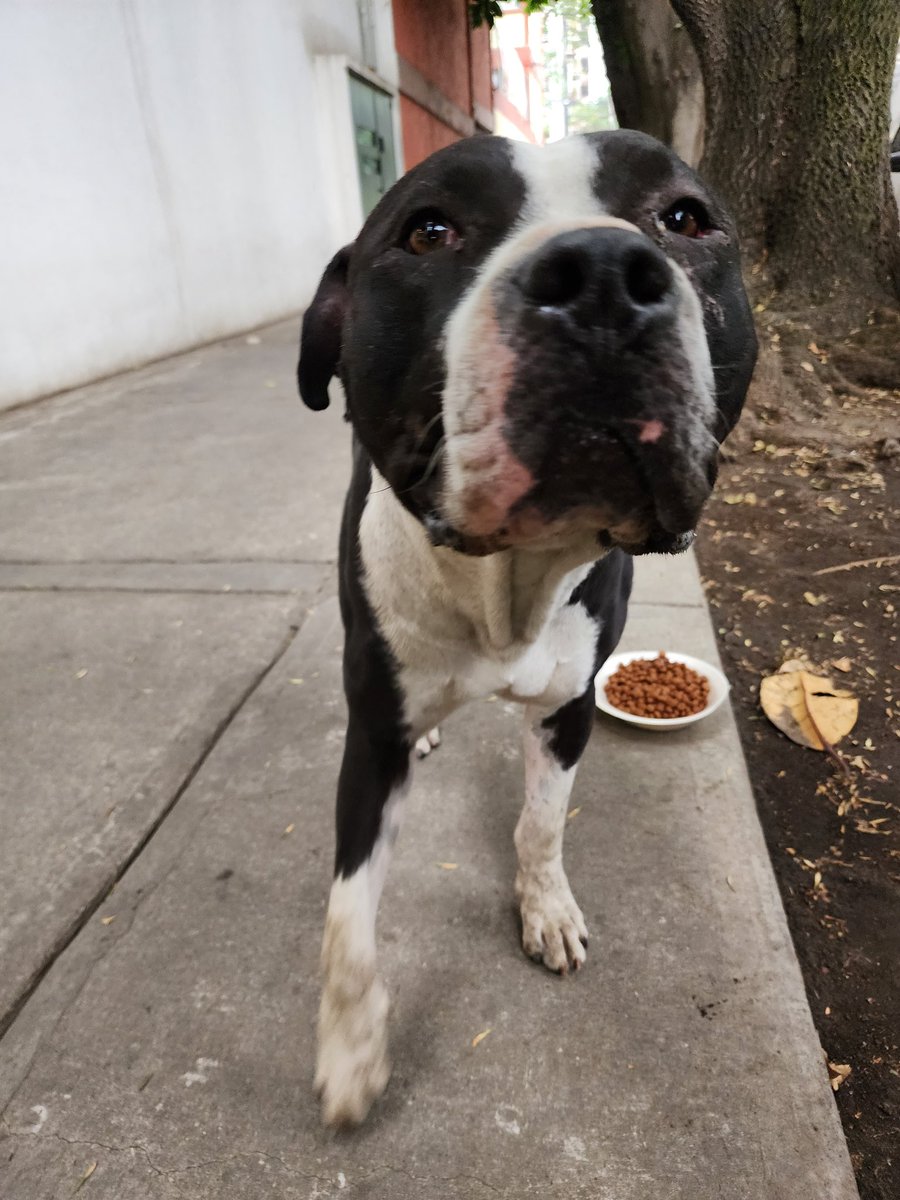 erickussalas's tweet photo. Hola, @En_laDelValle. Este lomito full size anda perdido ó vagando por el área de Agustín González de Cossío.

Está muy bien comidito como para ser perrito en situación de calle. Casi seguro que necesita ayuda para encontrar a su familia.

¿Me ayudan con un #RT? https://t.co/SO9ehYHMBT