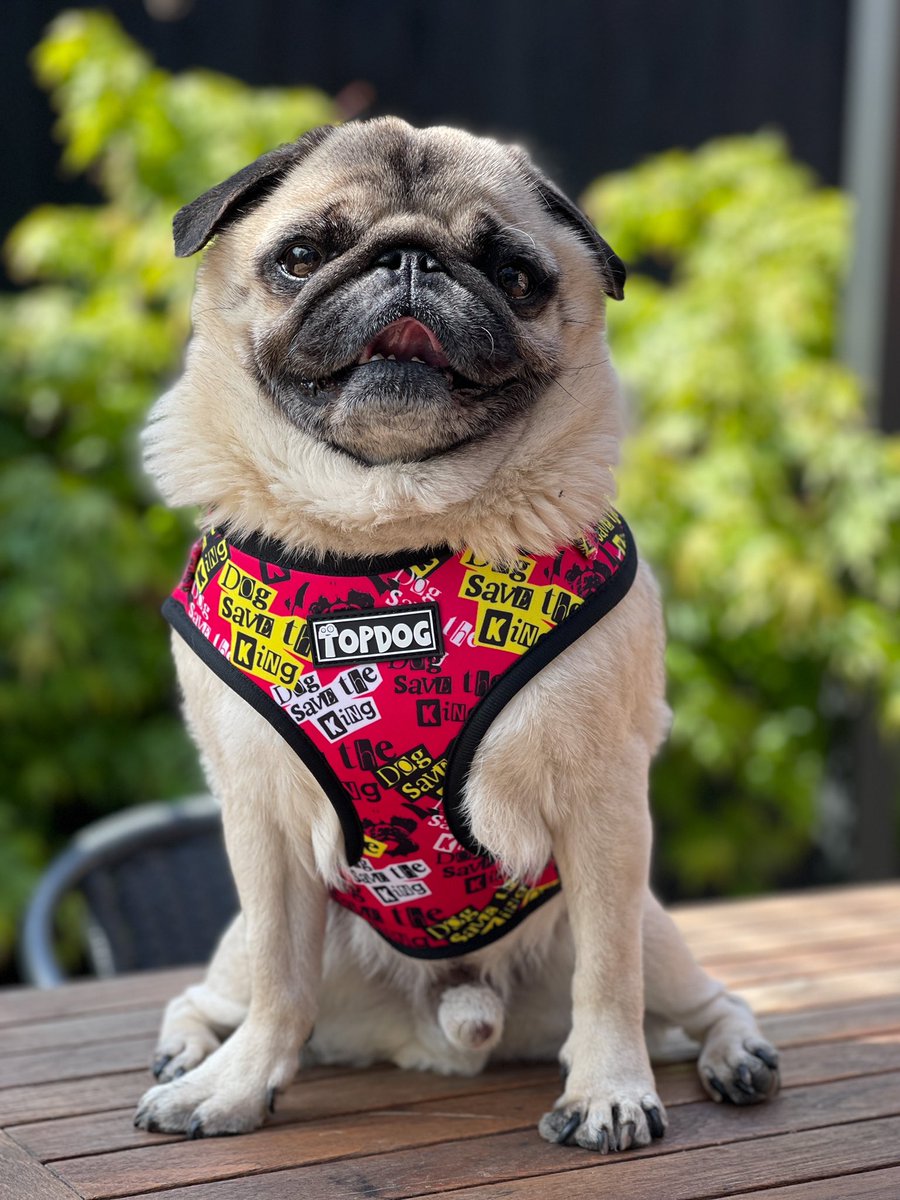 TopDogHarnesses's tweet photo. @AlbertThePug looking good in our Dog Save the King harness 👑🐾 https://t.co/p6ue7X7clN