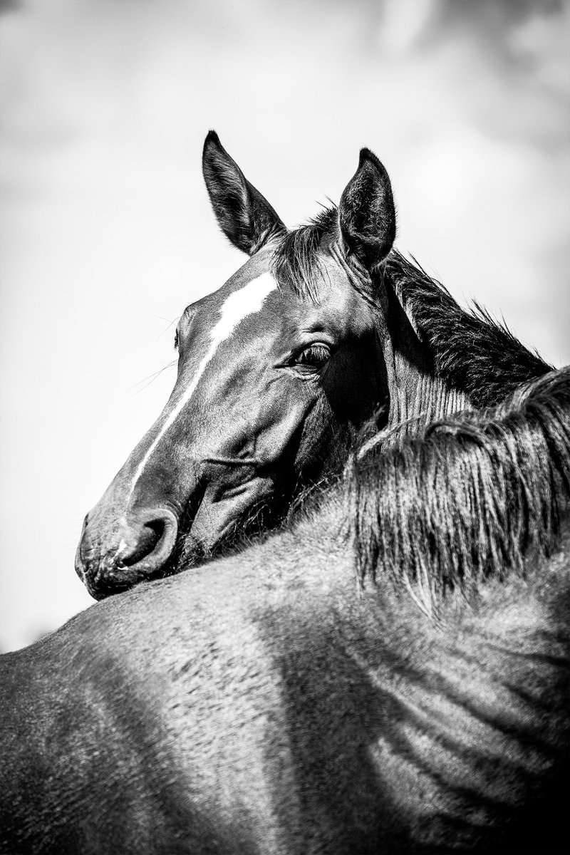 CacaRedig's tweet photo. DAZOROPA
2023
Copyright - Cacá Redig
This is my style, this is my world, this is my art.
#fineart #dazoropa #fineartphotography #cacaredig #nft #horselovers #architecture #contemporaryart #limitededition #certifiedprint #cacaredig #nftart #awardwinnerphotographer https://t.co/Oyw6OY2GcX