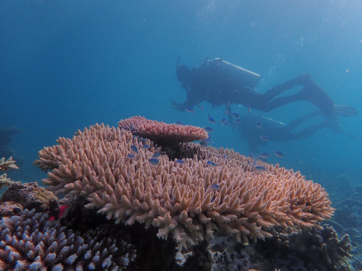 Australian Institute of Marine Science tweet media
