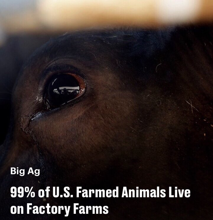 S_Catsgotmyback's tweet image. You need to educate yourself.
watchdominion.com

And if you are under the delusion that Halal = kindness, I would suggest entering Halal slaughter into the Twitter search bar.
#GlobalMessage #JoaquinPhoenix 
#AgGagLaws
#FreeRange/#GrassFed = #deforestation/#BiodiversityLoss