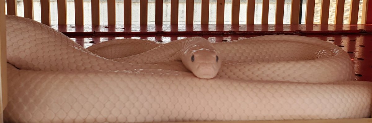 AWSQuHv6EN5oeEP's tweet image. 野崎観音に今日だけ出店します
300店　ほとんどが食べ物ですが白蛇神の生きてる白蛇様にご加護をいただきにいらしてくださいね