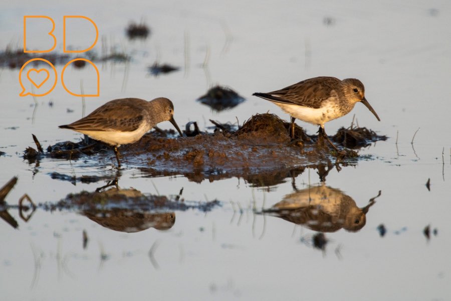 CalWaterbirds tweet media