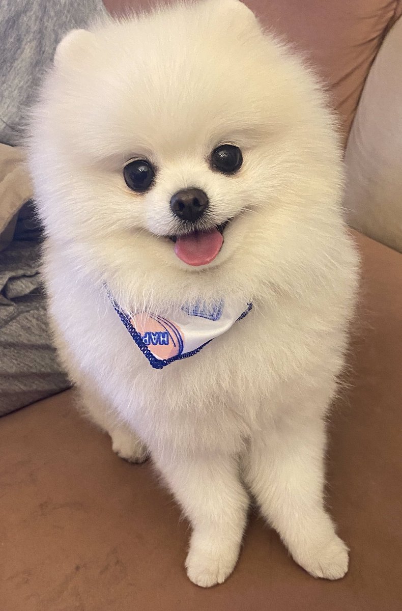 トリミングした我が家の天使です😍✨✨