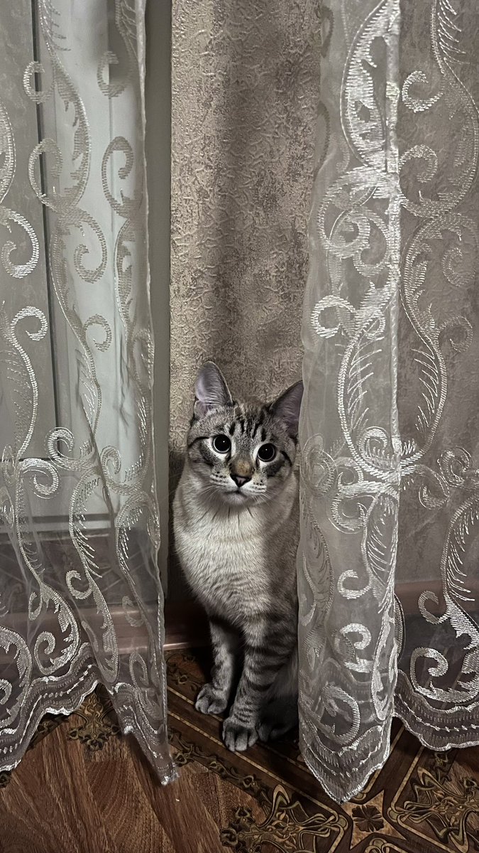 Котяра мой ❤️ ты так быстро растешь