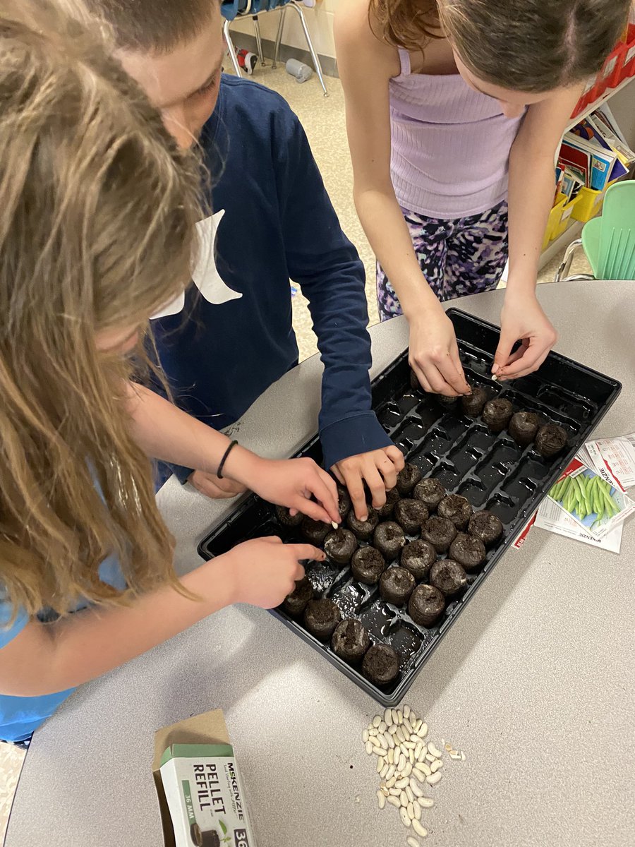 missogordon's tweet photo. Beans are planted in Grade 3/4 🫘 Now we wait and observe 🌱
-
Looking forward to planting these in our school garden! #grade3 #grade4 #Science #learning #learningthroughobservation @GSSD204 https://t.co/tKKsn6MGAq